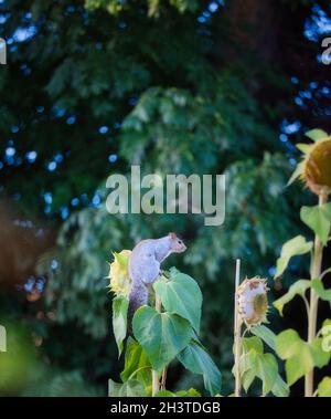 Écureuil gris de l'est (Sciurus carolinensis) en équilibre sur le haut de la grande plante de tournesol Banque D'Images