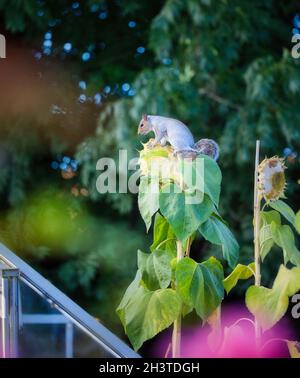 Écureuil gris de l'est (Sciurus carolinensis) en position assise agrippant sur la tête de la plante de tournesol Banque D'Images