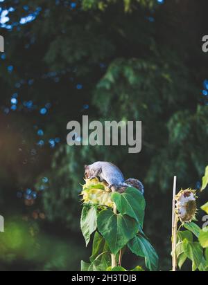 Écureuil gris de l'est (Sciurus carolinensis) équilibrant la préhension sur la tête de plante de tournesol mangeant des graines de tournesol Banque D'Images