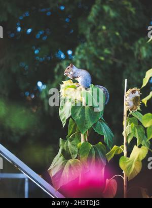 Écureuil gris de l'est (Sciurus carolinensis) assis au-dessus de la plante de tournesol mangeant des graines Banque D'Images