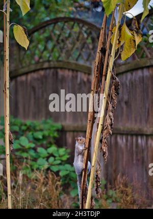 Écureuil gris de l'est (Sciurus carolinensis) tige d'escalade de la plante de tournesol Banque D'Images