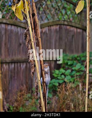 Écureuil gris de l'est (Sciurus carolinensis) grimpant sur la tige de la plante de tournesol Banque D'Images