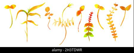 Un ensemble de petites herbes et plantes jaunes, des éléments aquarelles Banque D'Images