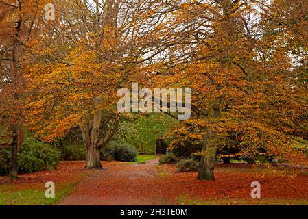 Jardins botaniques, Édimbourg, Écosse.30 octobre 2021.Photo: Fagus sylvatica Asplenifolia ou feuille coupée ou feuille de Fern Beech Credit: Newsandmore/Alay Live News Banque D'Images