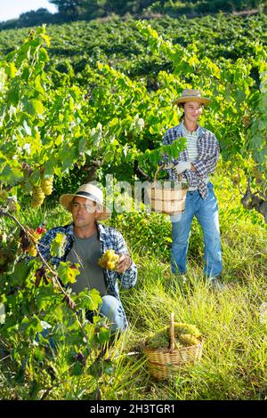 Jeune homme et femme cueillant la récolte de raisin vert Banque D'Images