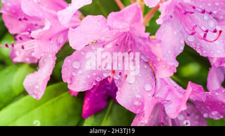 Mise au point douce, arrière-plan floral abstrait, pétales roses de fleurs de rhododendron avec gouttes de rosée. Macro fleurs toile de fond pour la marque de vacances Banque D'Images