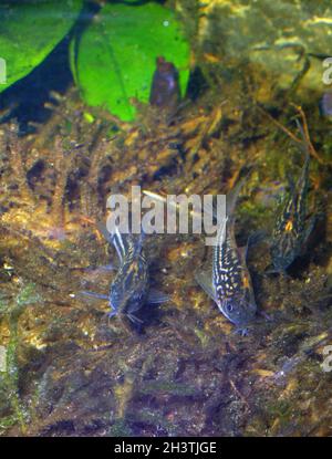 cory de Sterba, Corydoras sterbai Banque D'Images