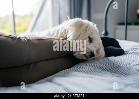 Jeune chien de chiot snooing / détente avec le propriétaire sur son lit Banque D'Images