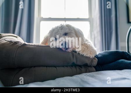 Jeune chien de chiot snooing / détente avec le propriétaire sur son lit Banque D'Images