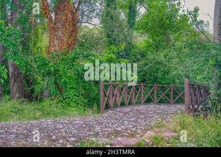 Un pont en bois à l'intérieur du parc naturel avec des plantes vertes et d'énormes arbres de corps avec des feuilles flétrisées et séchées avec pierre de gravier et coton blanc. Banque D'Images