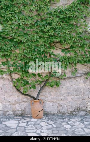 Parthenocissus quinquefolia pousse d'une casserole d'argile. Un bâtiment en pierre au Monténégro. Vieille amphora fissuré. Banque D'Images