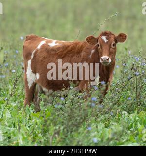 vache Banque D'Images