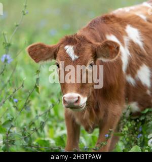 vache Banque D'Images