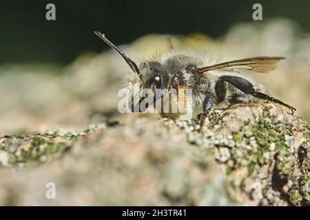 Fraise à feuilles (Megachile sp.). Banque D'Images