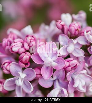 Branche fleur en éponge pourpre fleur de lilas.Fond floral Banque D'Images