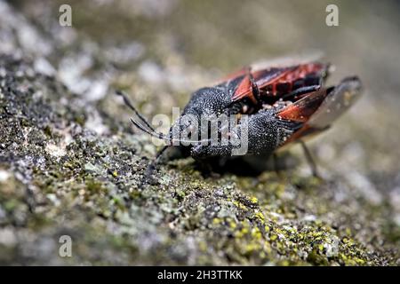 Insecte de Linden ou de malow (Oxycarenus lavaterae). Banque D'Images