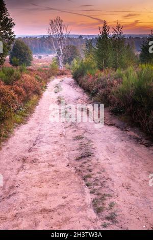 Wahner Heide paysage près de Troisdorf , tôt le matin à Oktober. Banque D'Images