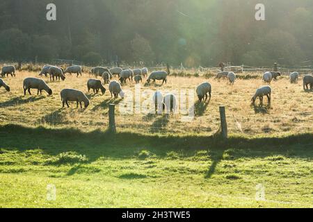 Herbage aux moutons, près de Gewissenruh, Wesertal, Weser Uplands, Weserbergland,Hesse, Allemagne Banque D'Images