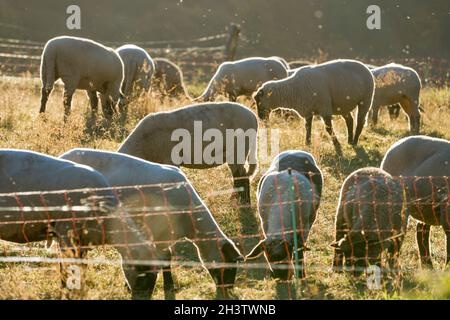 Herbage aux moutons, près de Gewissenruh, Wesertal, Weser Uplands, Weserbergland,Hesse, Allemagne Banque D'Images