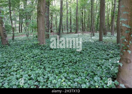 Hedera Helix, lierre, couverture de terre Banque D'Images