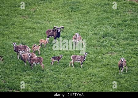 Mouflons européens (Ovis gmelini musimon). Banque D'Images