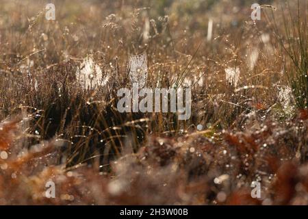 Wahner Heide paysage près de Troisdorf , tôt le matin à Oktober. Banque D'Images