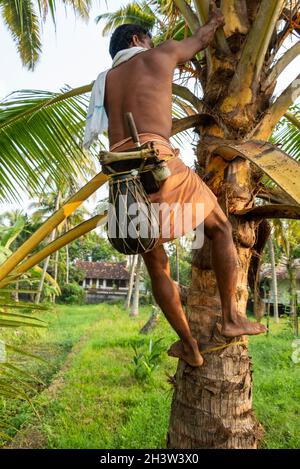 Un Trapper Toddy monte une paume Toddy portant son kit d'outils de base et un lapu katey, un récipient rond qui est utilisé pour recueillir la sève toddy, attaché ar Banque D'Images