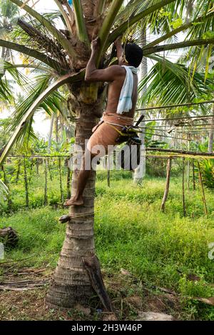 Un Trapper Toddy monte une paume Toddy portant son kit d'outils de base et un lapu katey, un récipient rond qui est utilisé pour recueillir la sève toddy, attaché ar Banque D'Images