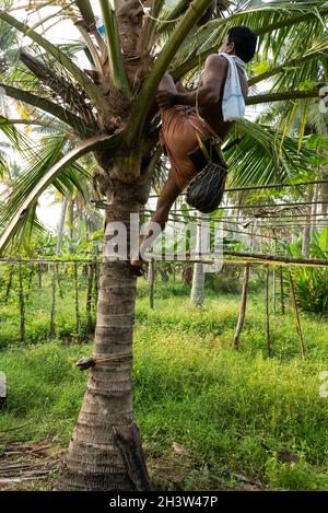 Un Trapper Toddy monte une paume Toddy portant son kit d'outils de base et un lapu katey, un récipient rond qui est utilisé pour recueillir la sève toddy, attaché ar Banque D'Images