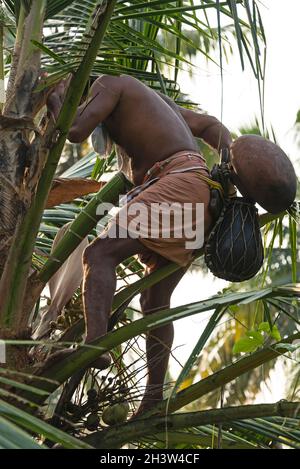 Un Trapper Toddy monte une paume Toddy portant son kit d'outils de base et un lapu katey, un récipient rond qui est utilisé pour recueillir la sève toddy, attaché ar Banque D'Images