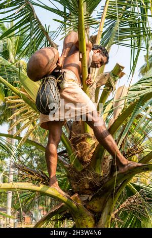 Un Trapper Toddy monte une paume Toddy, portant son kit d'outils de base et un lapu katey, un conteneur rond qui est utilisé pour récupérer la toddy à PhilipKu Banque D'Images