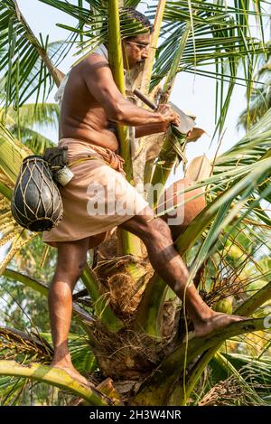 Un Trapper Toddy monte une paume Toddy, portant son kit d'outils de base et un lapu katey, un conteneur rond qui est utilisé pour récupérer la toddy à PhilipKu Banque D'Images