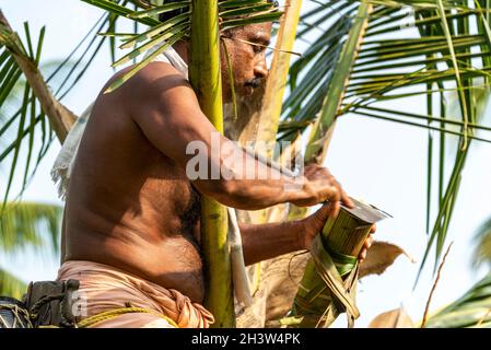 Un Trapper Toddy monte une paume Toddy, portant son kit d'outils de base et un lapu katey, un conteneur rond qui est utilisé pour récupérer la toddy à PhilipKu Banque D'Images