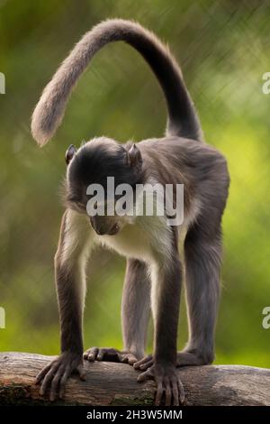 Photo verticale d'une mangabey suisante sur un arrière-plan flou Banque D'Images