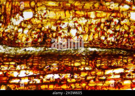 Vue microscopique de la section d'écorce du pin sylvestre (Pinus sylvestris).Éclairage à fond clair. Banque D'Images