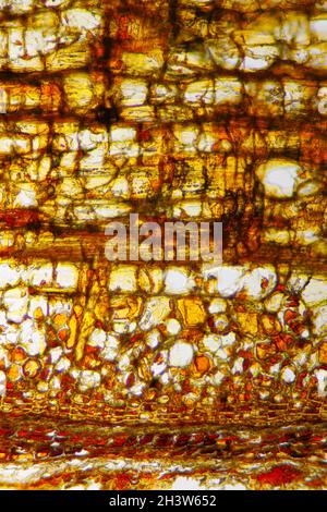 Vue microscopique de la section d'écorce du pin sylvestre (Pinus sylvestris).Éclairage à fond clair. Banque D'Images