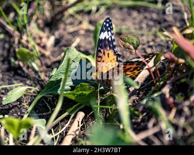 Gros plan d'un papillon Fritillaire tropical sur l'herbe dans un champ sous la lumière du soleil Banque D'Images