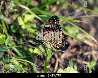 Gros plan d'un papillon Fritillaire tropical sur l'herbe dans un champ sous la lumière du soleil Banque D'Images