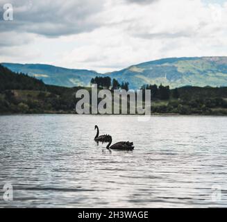 Cygne noir sur le lac Tutira, Nouvelle-Zélande Banque D'Images