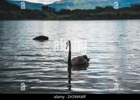 Cygne noir sur le lac Tutira, Nouvelle-Zélande Banque D'Images