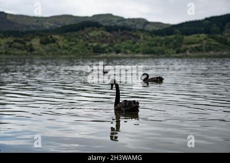 Cygne noir sur le lac Tutira, Nouvelle-Zélande Banque D'Images