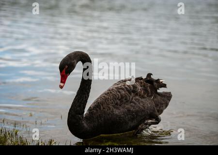 Cygne noir sur le lac Tutira, Nouvelle-Zélande Banque D'Images