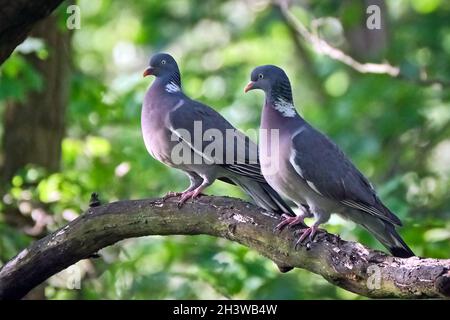 Deux pigeons en bois (Columba palumbus). Banque D'Images