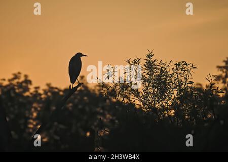 Silhouette d'un héron gris (Ardea cinerea). Banque D'Images