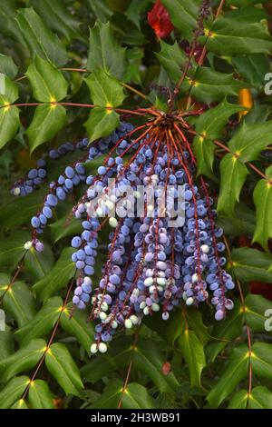 Mahonia Banque D'Images