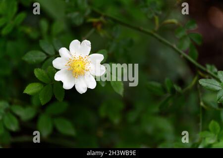 Rose sauvage (Rosa canina) fleurit en été Banque D'Images