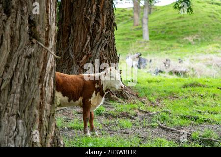 Vaches sur un pâturage vert, Nouvelle-Zélande Banque D'Images