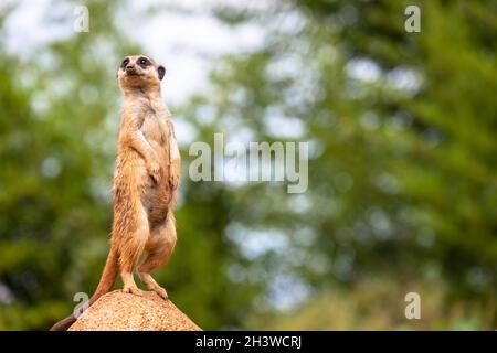 Surveillance et vigilance de Meerkat. Contrôle du territoire, alerte et protection du groupe. Banque D'Images