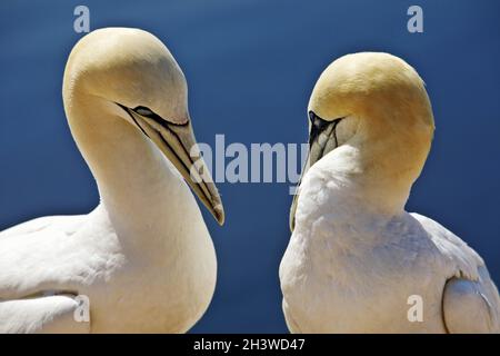 Deux canettes du Nord (Morus bassanus), Helgoland, Schleswig-Holstein, Allemagne, Europe Banque D'Images