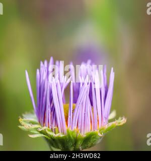 Un bourgeon d'alpins (Aster alpinus).Belles fleurs violettes avec un centre orange et des gouttes d'eau après la pluie Banque D'Images